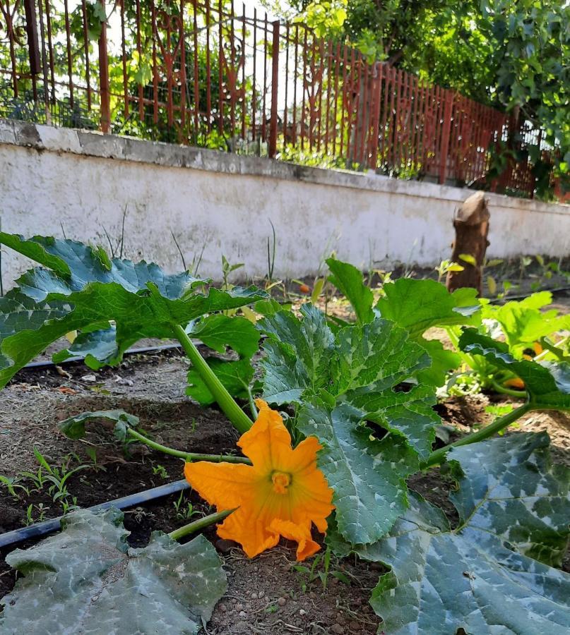 B&B Iolì Vesuvio Ercolano Exterior foto